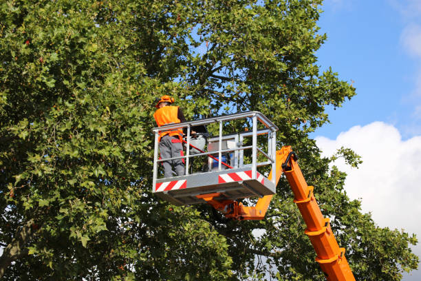 How Our Tree Care Process Works  in  Darby, PA