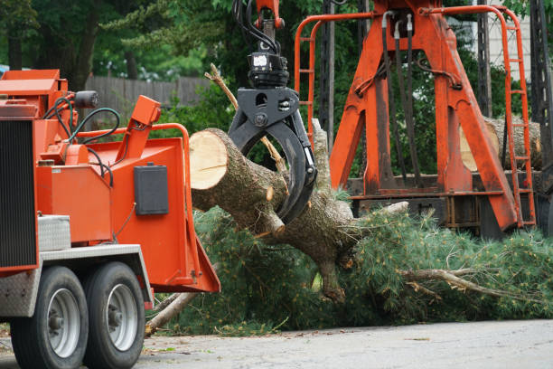 Grass Overseeding in Darby, PA